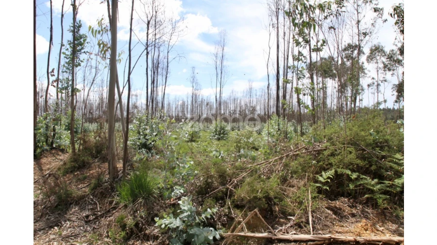 Terreno para Venda em Albergaria-A-Velha e Valmaior Foto 14