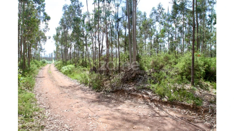 Terreno para Venda em Albergaria-A-Velha e Valmaior Foto 4