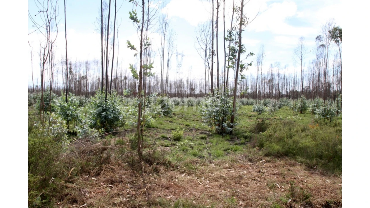 Terreno para Venda em Albergaria-A-Velha e Valmaior Foto 12