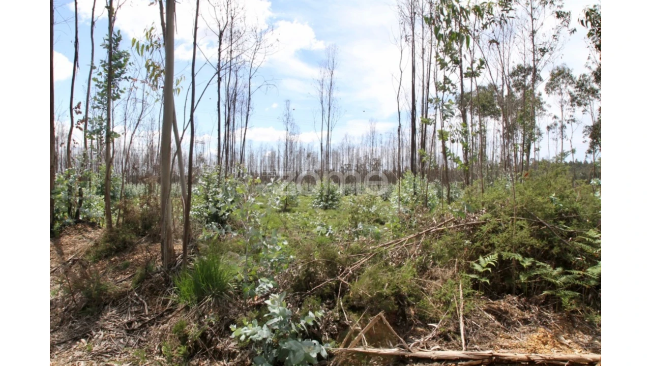 Terreno para Venda em Albergaria-A-Velha e Valmaior Foto 14