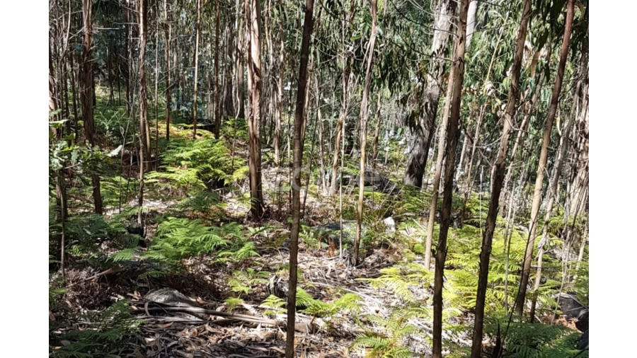Terreno para Venda em Vale (São Cosme), Telhado e Portela Foto 3