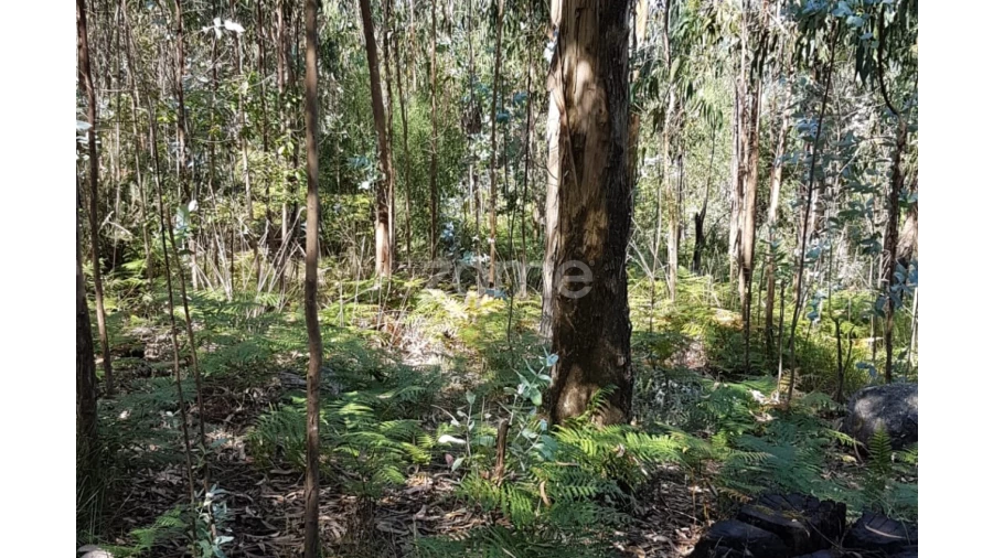 Terreno para Venda em Vale (São Cosme), Telhado e Portela Foto 4