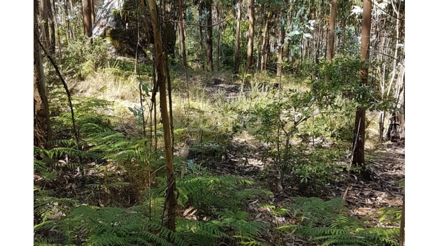 Terreno para Venda em Vale (São Cosme), Telhado e Portela Foto 5