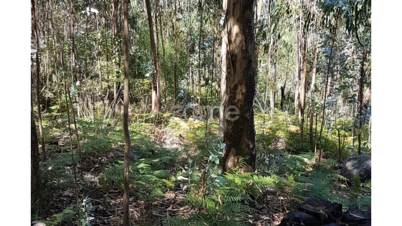 Terreno para Venda em Vale (São Cosme), Telhado e Portela Foto 4