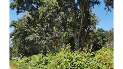 Terreno para Venda em Santa Maria da Feira, Travanca, Sanfins e Espargo