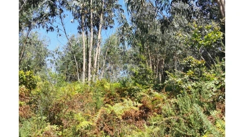 Terreno para Venda em Santa Maria da Feira, Travanca, Sanfins e Espargo