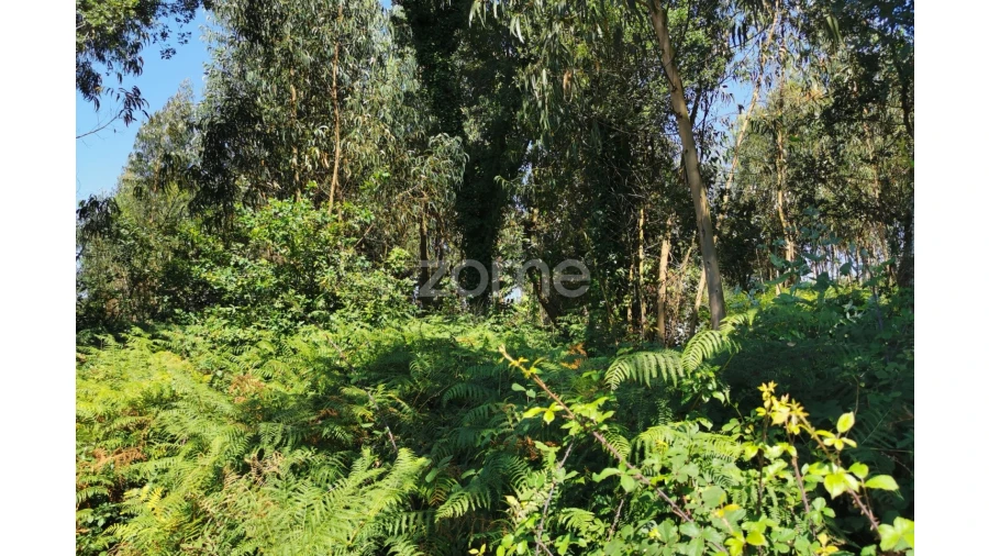 Terreno para Venda em Santa Maria da Feira, Travanca, Sanfins e Espargo Foto 38