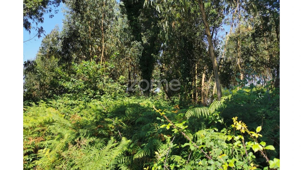 Terreno para Arrendamento em Santa Maria da Feira, Travanca, Sanfins e Espargo Foto 41