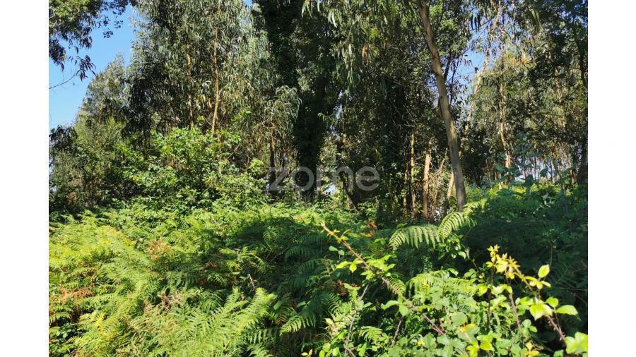 Terreno para Arrendamento em Santa Maria da Feira, Travanca, Sanfins e Espargo Foto 41