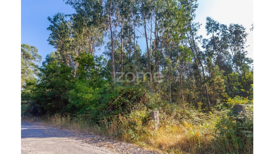 Terreno para Venda em Monte Córdova Foto 3