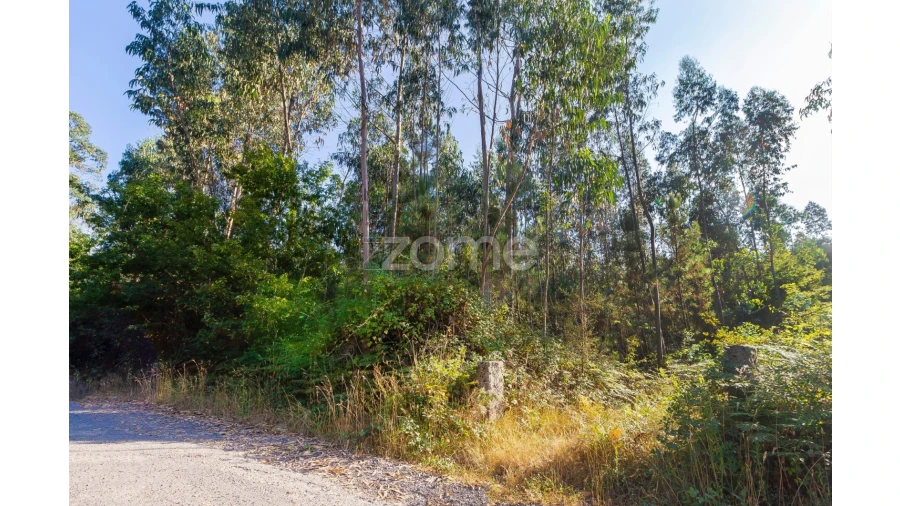 Terreno para Venda em Monte Córdova Foto 5
