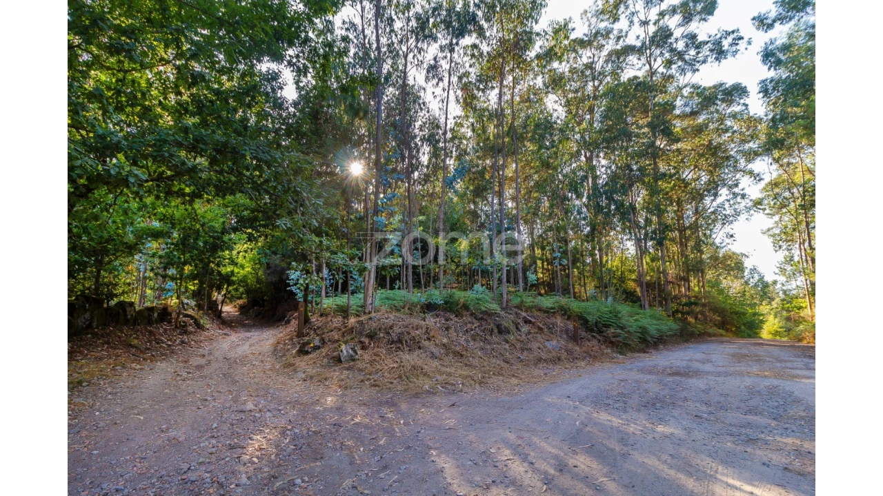 Terreno para Venda em Monte Córdova Foto 4