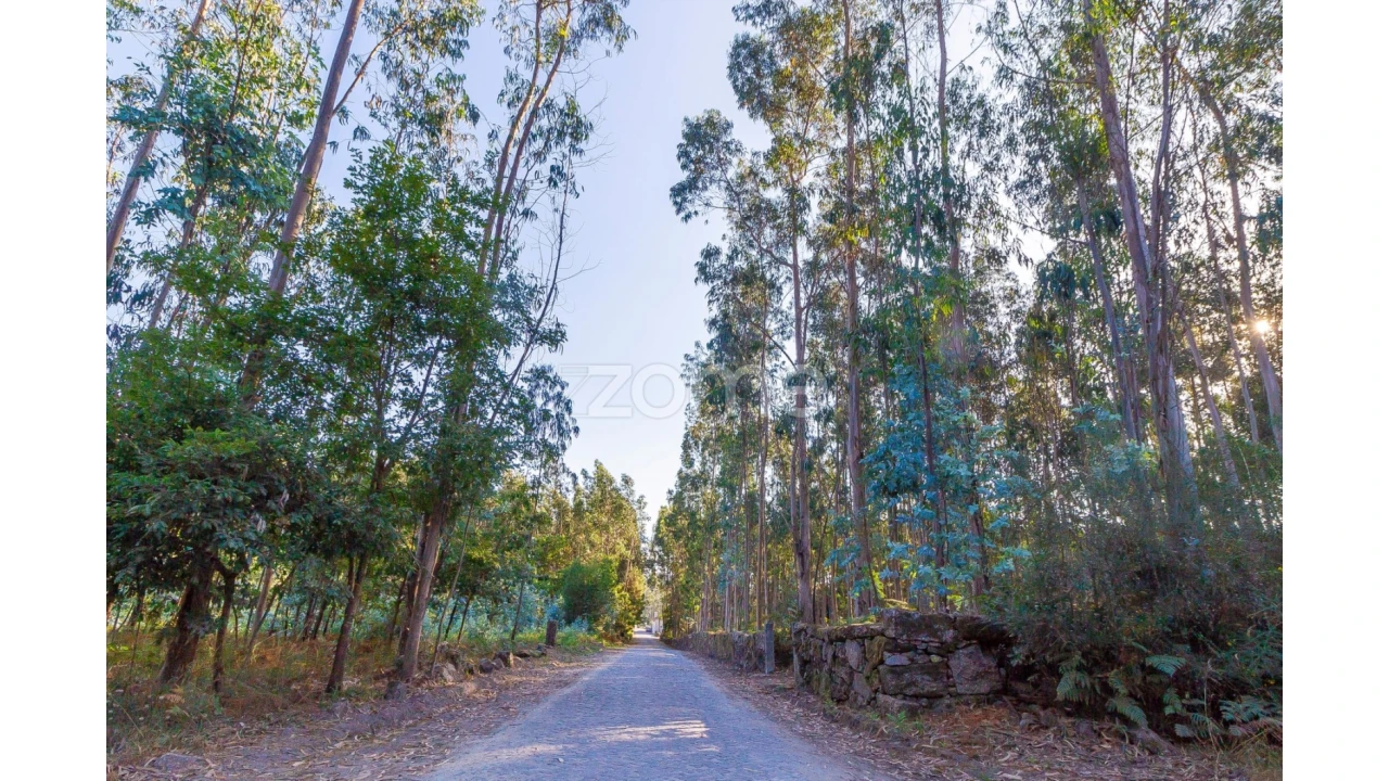 Terreno para Venda em Monte Córdova Foto 2