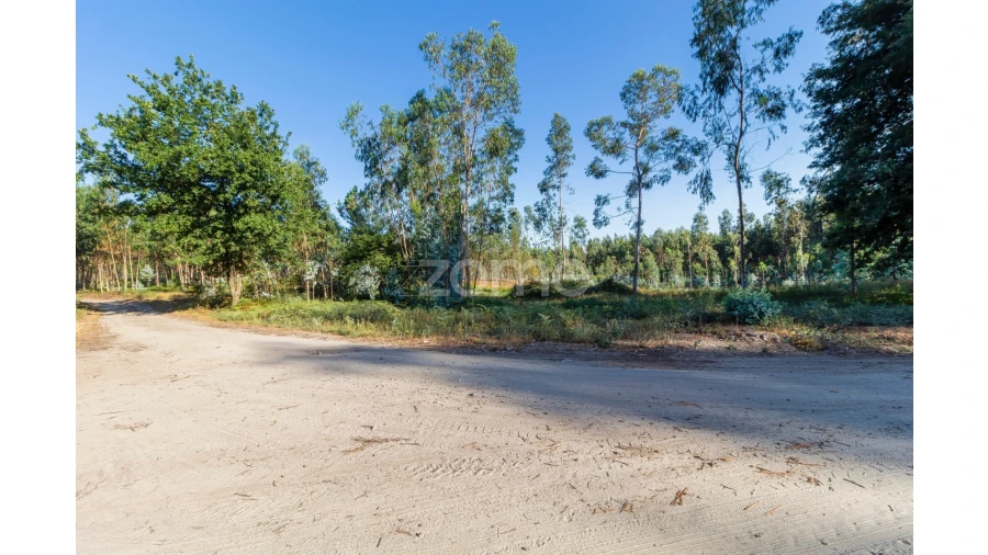 Terreno para Venda em Monte Córdova Foto 4