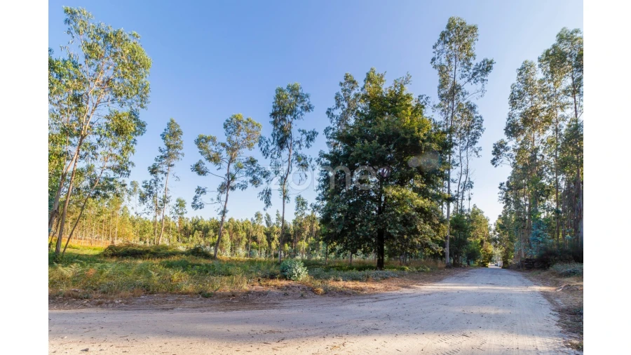 Terreno para Venda em Monte Córdova Foto 2