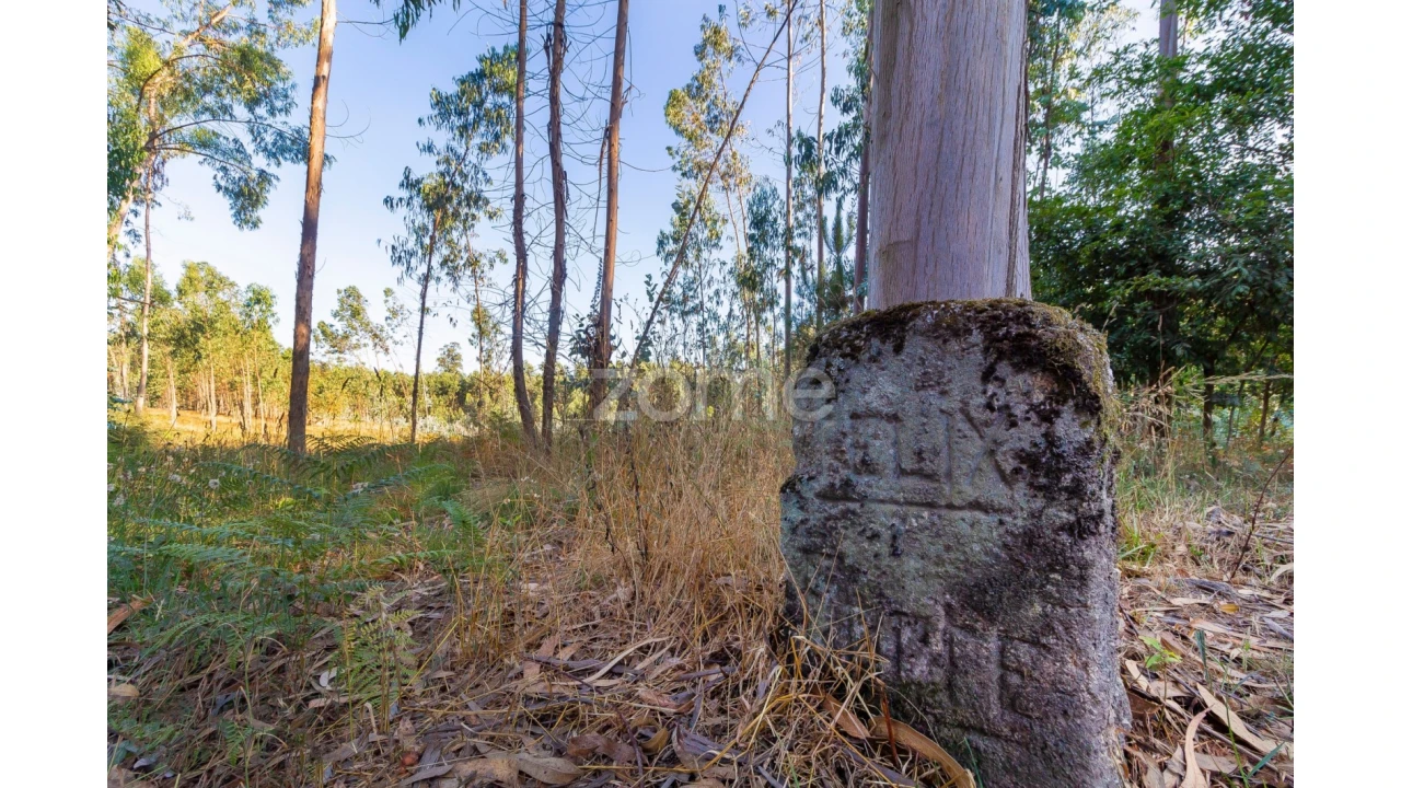 Terreno para Venda em Monte Córdova Foto 3