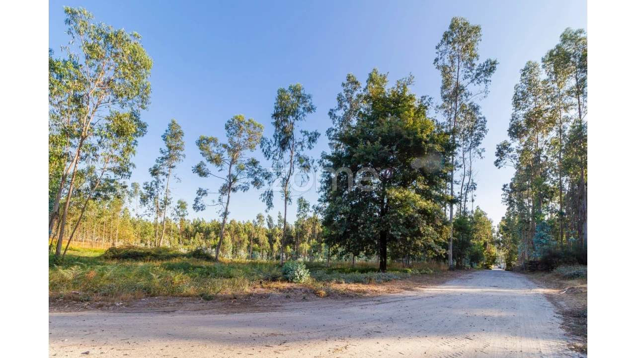 Terreno para Venda em Monte Córdova Foto 2