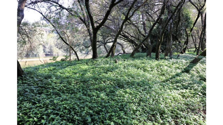Quinta T3 para Venda em Oleiros Foto 36