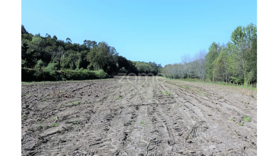 Quinta T3 para Venda em Oleiros