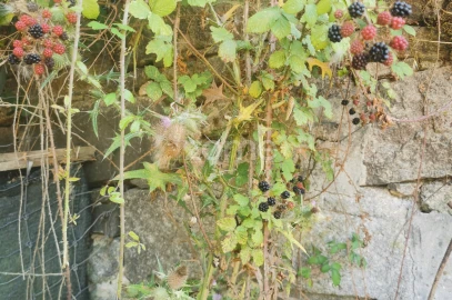Terreno para Venda em Canelas