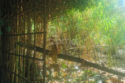 Terreno para Venda em Canelas