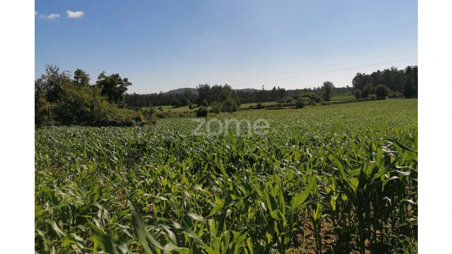 Terreno para Venda em Fradelos Foto 1