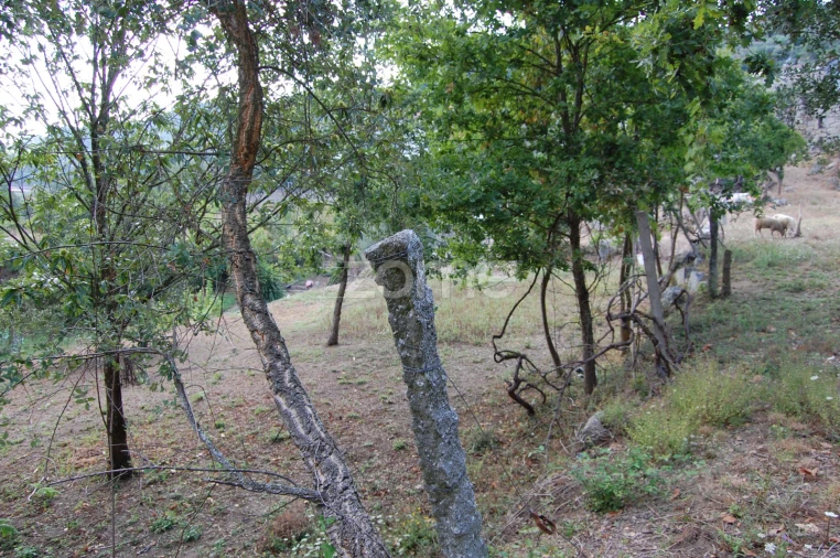 Moradia T4 para Venda em Loivos da Ribeira e Tresouras Foto 32