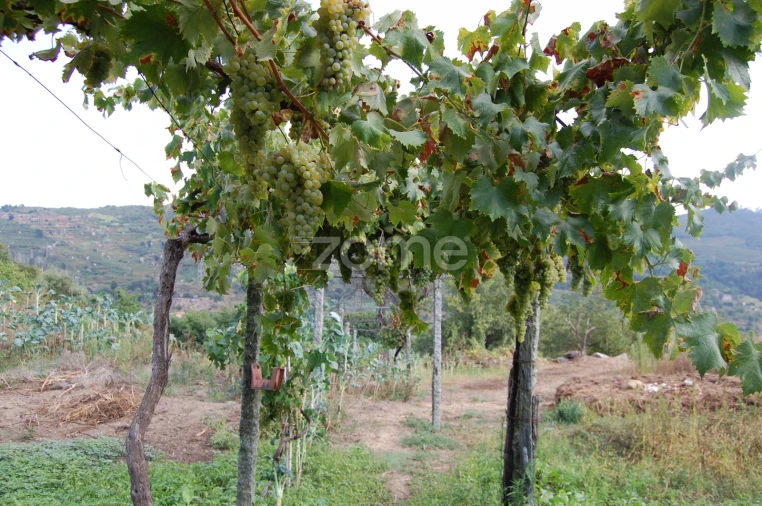 Moradia T4 para Venda em Loivos da Ribeira e Tresouras Foto 40