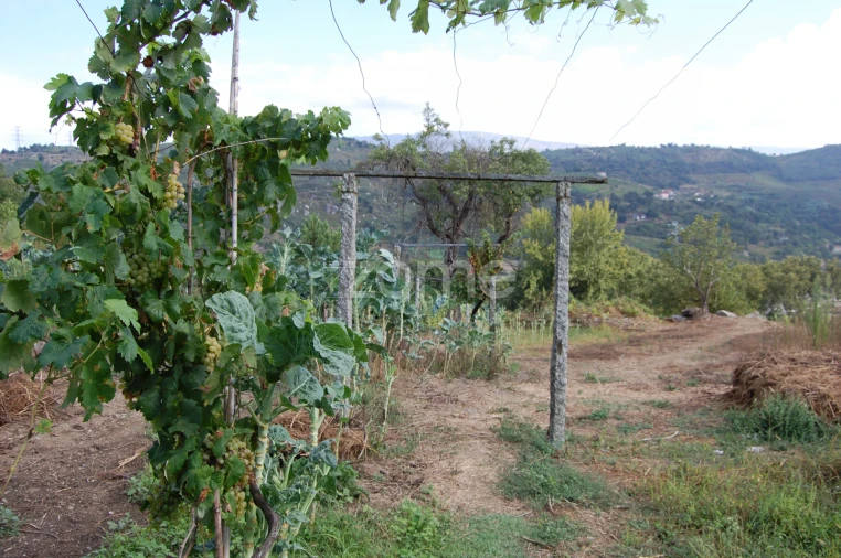 Moradia T4 para Venda em Loivos da Ribeira e Tresouras Foto 41