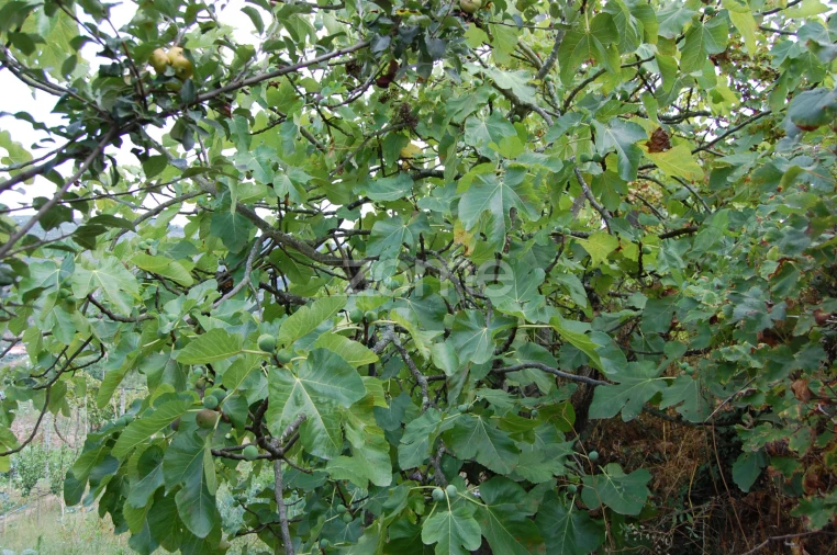 Moradia T4 para Venda em Loivos da Ribeira e Tresouras Foto 47