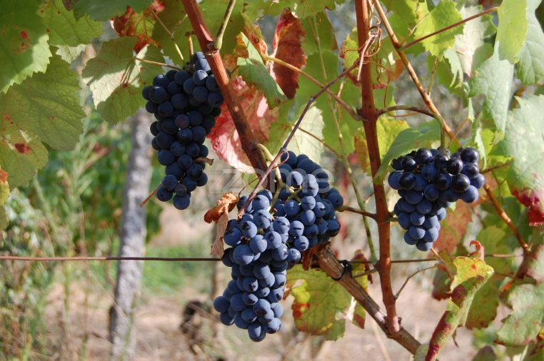 Moradia T4 para Venda em Loivos da Ribeira e Tresouras Foto 50