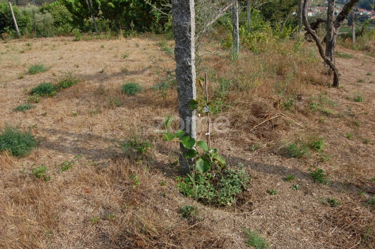Moradia T4 para Venda em Loivos da Ribeira e Tresouras Foto 54