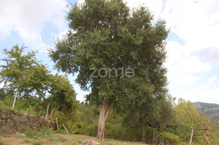 Moradia T4 para Venda em Loivos da Ribeira e Tresouras Foto 58