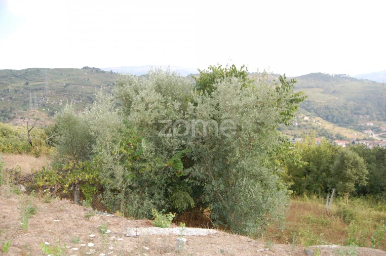 Moradia T4 para Venda em Loivos da Ribeira e Tresouras Foto 59