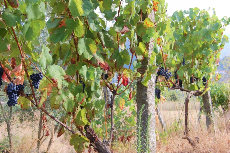 Moradia T4 para Venda em Loivos da Ribeira e Tresouras Foto 67