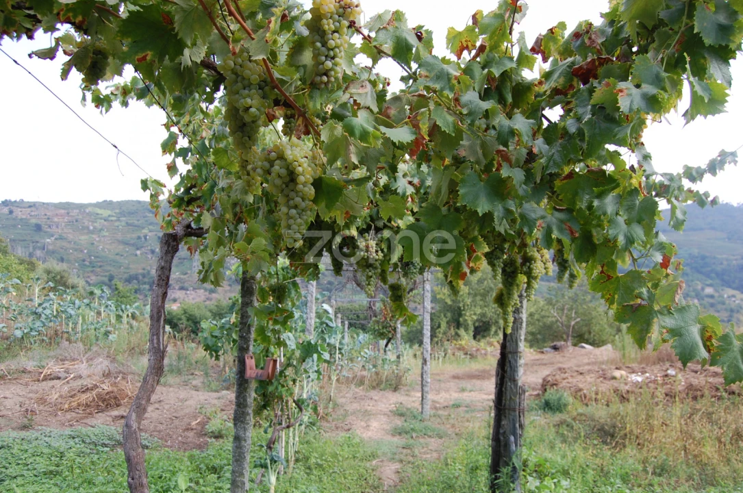 Moradia T4 para Venda em Loivos da Ribeira e Tresouras Foto 40