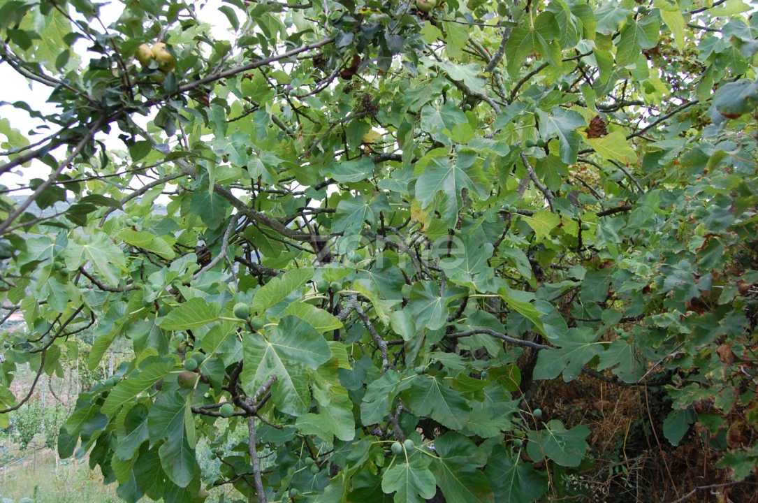 Moradia T4 para Venda em Loivos da Ribeira e Tresouras Foto 47