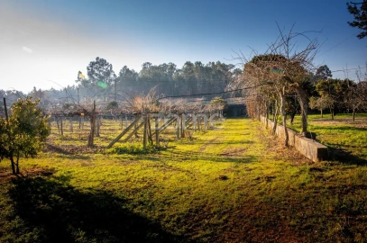 Quinta T5 para Venda em Águeda e Borralha