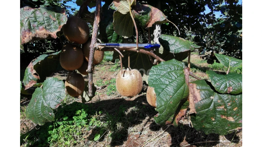 Quinta T5 para Venda em Águeda e Borralha Foto 5