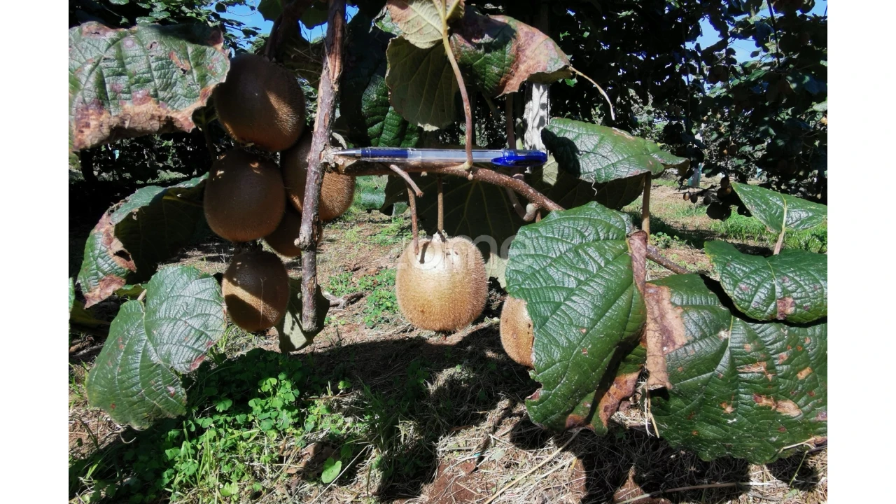 Quinta T5 para Venda em Águeda e Borralha Foto 5