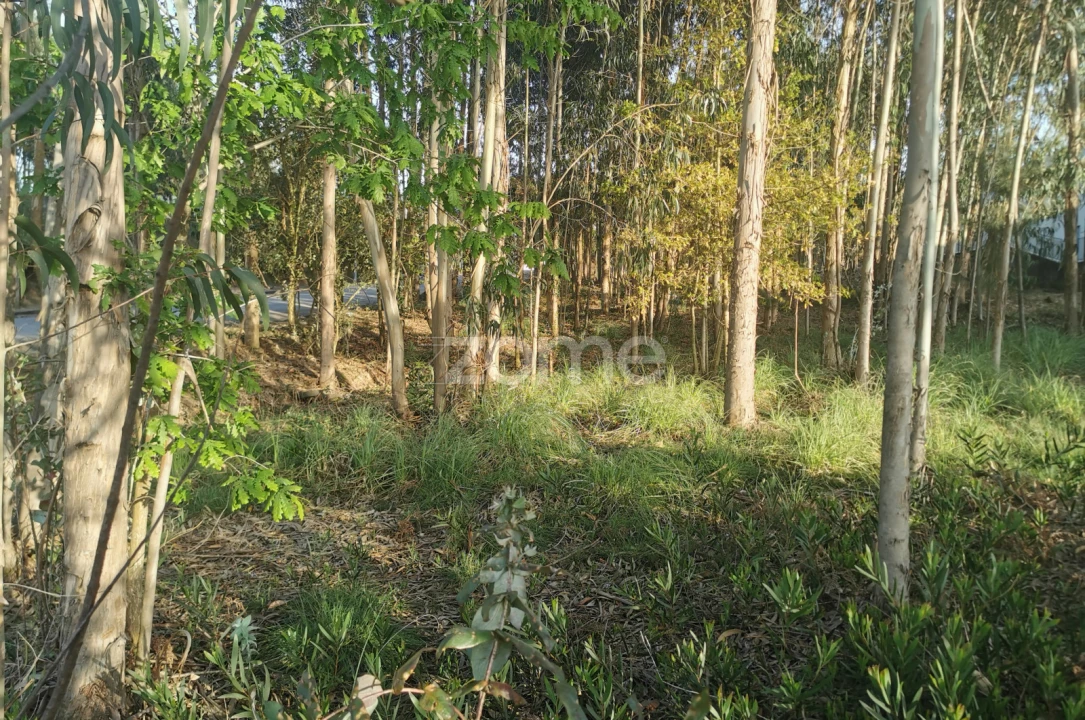 Terreno para Venda em Canelas Foto 16