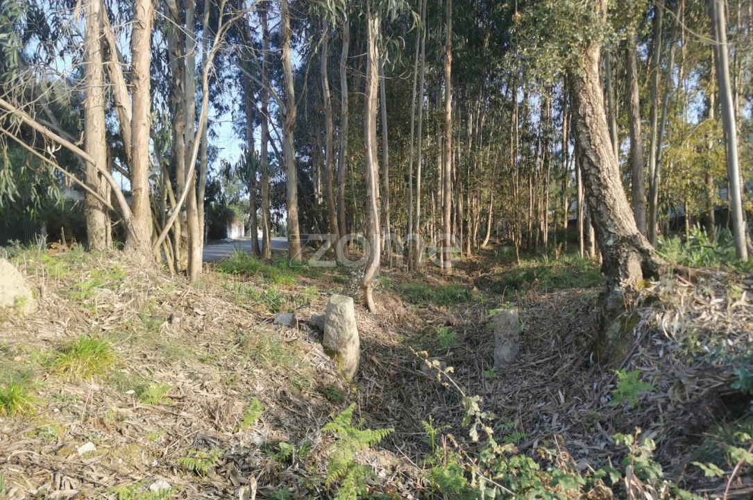 Terreno para Venda em Canelas Foto 14