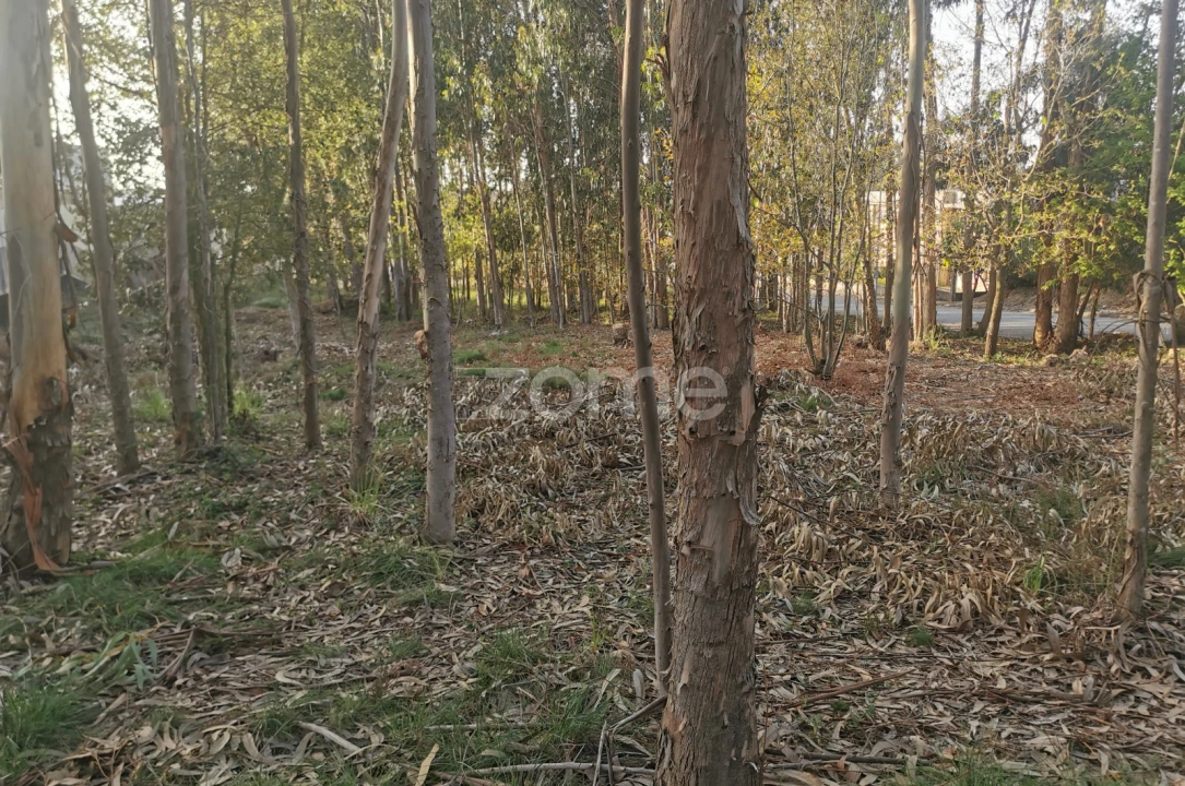 Terreno para Venda em Canelas Foto 28