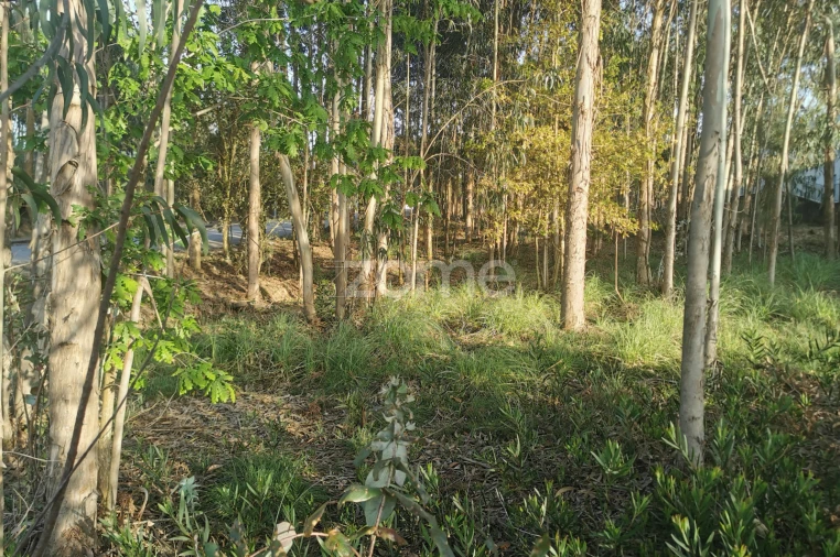 Terreno para Venda em Canelas Foto 16