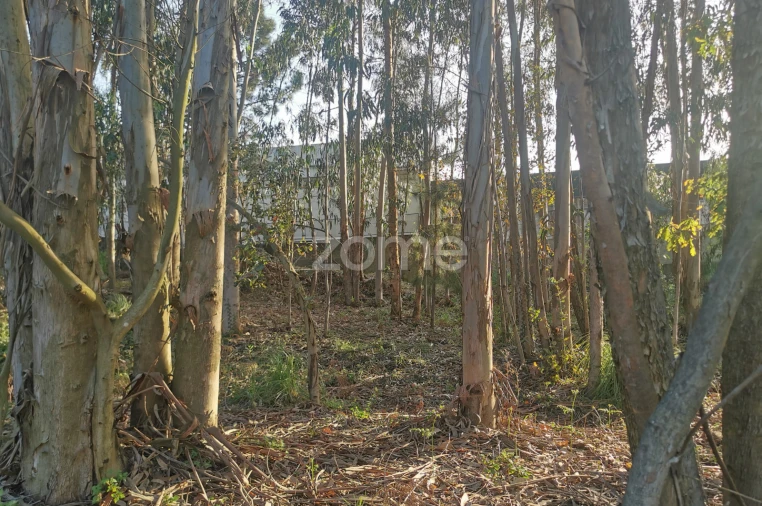 Terreno para Venda em Canelas Foto 18