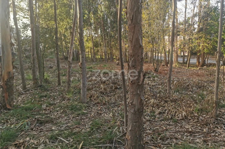 Terreno para Venda em Canelas Foto 28