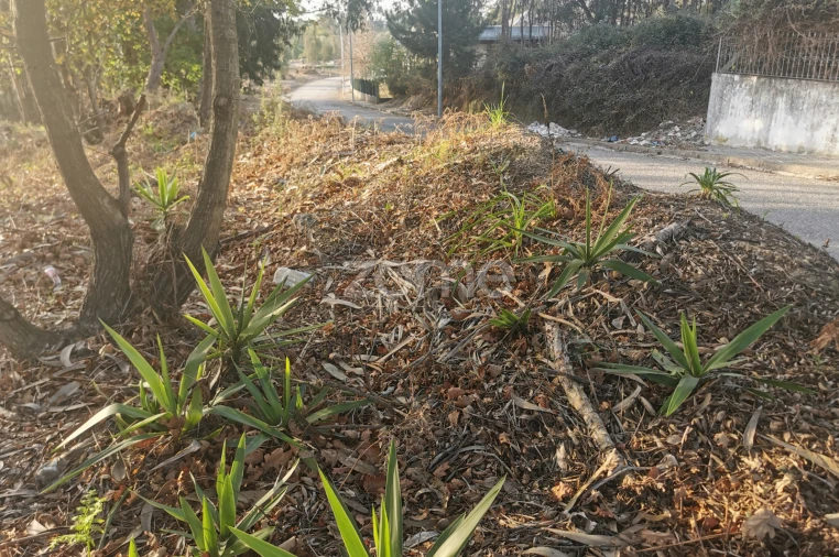 Terreno para Venda em Canelas Foto 30
