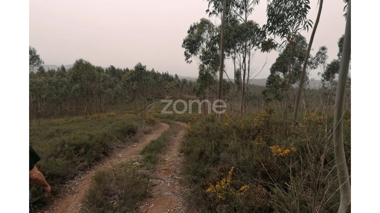 Terreno para Venda em Ribeirão Foto 10