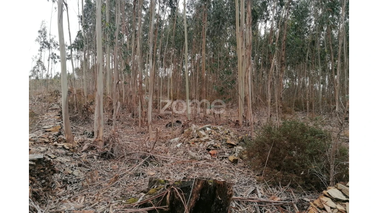 Terreno para Venda em Ribeirão Foto 12
