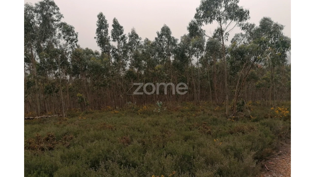 Terreno para Venda em Ribeirão Foto 13